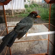 Burung Poksay Mandarin Jantan Gacor