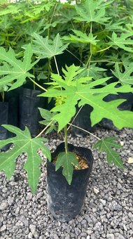 【GW】5000Seeds Betik Rendah Sekaki