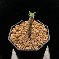 SG2749-已出欣賞/泡泡葉巨琉桑優選株🔥多肉植物小盆栽禮物🔥