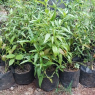 Tanaman Obat Sambiloto - Sambiloto - Pohon Sambiloto - Tanaman Herbal Sambiloto - Tamanan Sambiloto