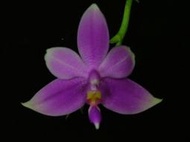 P.violacea var. mentawei 有濃郁強香的螢光蝴蝶蘭 , 明達威亞種( 瓶苗 )