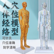 Human Body Acupoint Meridian Model Human Figure Small Copper Medium Acupuncture Can Tie Needle Lette