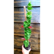 ☃№♀Hoya Millionaire's Plant/ Hoya Cumingiana seedlings