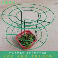 Crab Claw Orchid Special Bracket Crab Claw Lotus Dragon Fruit Fixed Grafting Metal Flower Umbrella S