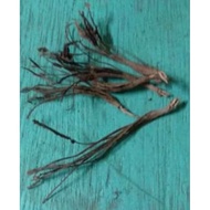 Cenuai Bunga Senduduk Putih