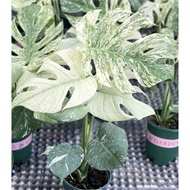 Monstera Deliciosa White Monstera soft pot