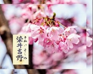 日本染井吉野櫻花種子🌺（🎁另有天然手工🌿老山檀香 沉香  藏香 香粉 香薰 綫香 拜神 道教 佛教風水用品 法科咨詢 紅酒 香料 辣椒 生活家居精品）