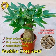 (High Germination 2pcs) Pachira Tree Seeds for Sale Dwarf Money Tree Plant Seeds for Planting Lucky
