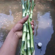30CM LUCKY BAMBOO STEM