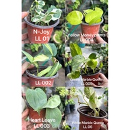 Live Plant 万年青 Njoy Money plant Yellow money plant Heart shape Leaves / no pot no soil