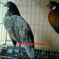 Ayam Hutan Merah Sumatera