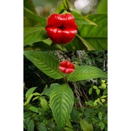 Pokok Bibir Gadis( Benih)...lipstik.wanita,gincu,bunga,cantik,merah,pokok bunga,sexy,giff,hadiah hari jadi,benih pokok
