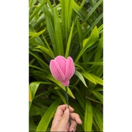 Flower Bouquet/ Dawai Bulu/ Pipe Cleaner Flower/ Fuzzy Wire Flower