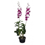 Dendrobium Orchid TSK Potted Flower Plant - Fresh Gardening Indoor Plant Outdoor Plants for Home Gar