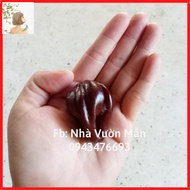 5 Chocolate Habanero Pepper Seeds (Super Spicy)