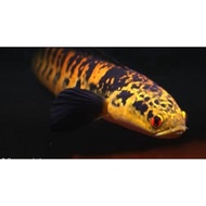 chana maru ys 15-16-17 cm cabung/calon bunga tipis channa yellow