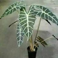 BNH -983Tanaman hias keladi amazon - keladi amazon - caladium