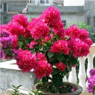 Bougainvillea Indoor Potted Garden Climbing Flower Everblooming Plants Double Seedling Bougainvillea