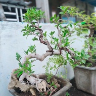 Bonsai Kimeng On the Rock Gratis Pot Ukuran Pot 40 cm Foto Asli Real Gratis Dus Bumi Indonesia Kode 
