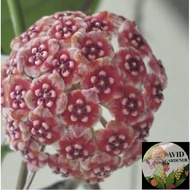 Avid Gardener <Hoya> Hoya Meliflua