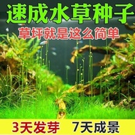 Aquatic Seeds Large Small Pair Leaf Cow Hair Grass Bowl Lotus Seeds Underwater Quick Germination Pot