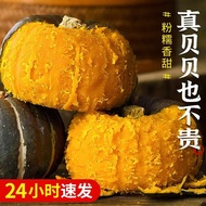 Beibei Pumpkin Chestnut Small Pumpkin5Authentic Fresh Old Pumpkin Powder Glutinous Sweet Baby Food V