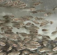 【嘉嘉寵物】淡水石斑 魚苗 仔魚  🐟觀賞魚 食用魚