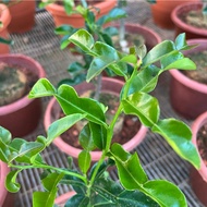 Citrus hystrix, Kaffir Lime, Thai Lime (0.5m), Free 5L Mixed Soil, Free 250g Chicken Fertilizer