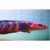 Red barito 13-15cm