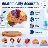 Human Brain Anatomy Model Medical Teaching Tool Neurology Classroom Learning Aid PVC Material Durabl