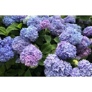 【Random Color】 Hydrangea Flower 绣球花 Polybag Live Plant Hiasan Pokok Bunga Hidup
