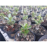 Tanaman Hias Adenium Arabicum Black Ship Usia 6 - 9 Bulan