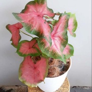 Tanaman hiad keladi pink / tanaman hias rumahan keladi pink