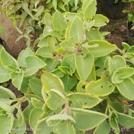 Spices, herbs (cilantro, braised coriander, basil, laksa leaves, herbs, basil, thick leaves, sassafr