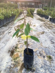 Anak Pokok Durian Duri Hitam | Black Thorn 黑刺榴莲树苗 | Real Live Plant