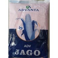 benih jagung hibrida advanta ADV JAGO EXP jul 2024