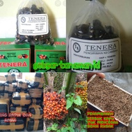 bibit polong sawit TENERA bibit unggul