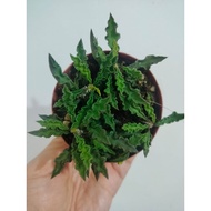 WAF rare succulent Euphorbia Decaryi 皱叶麒麟 with 105mm pot direct from Cameron Highlands