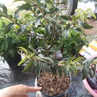 Sparrow guava, Chinese guava, fragrant red-fleshed guava