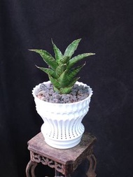流星塔虎尾蘭 小型泰國品種 Sansevieria Hybrid Caitlyn Rare snake plant 盆栽 植物 易打理 辦公室 3D打印盆