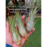 Tillandsia Imposter (T. ionantha X T.caput-medusae)