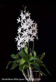 Hoa lan denro White Grace Sato