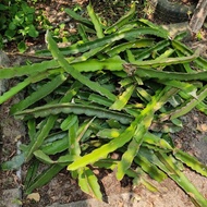 Red Dragon Fruits Trees / Benih Anak Pokok Buah Naga Merah / 火龙果苗 / 龙珠果苗