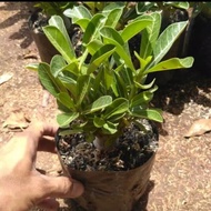 Tanaman hias adenium bonsai