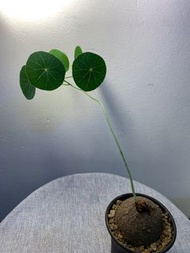 泰國圓葉山烏龜 stephania erecta 塊根植物 