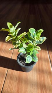 [Rare 罕見植物］Golden Euonymus Plant 風水意頭 易打理 金邊黃楊 黃金榕 free flower pot 連免費花盆 公司家居小盆栽