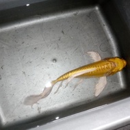 ikan koi metalik kuning slayer grade A 10pcs size 15cm