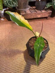 [陰陽錦 有側芽] Philodendron ‘Caramel Marble’ 斑葉神鋸蔓綠絨 焦糖大理石蔓綠絨