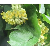 Malaysia Stock Telosma cordata small plant / ANAK pokok bunga tongkeng / 夜来香树苗 / 夜香花树苗