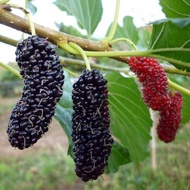 ต้นหม่อนดำตุรกี ต้นหม่อนหรือมัลเบอรี่ (mulberry) ชนิดกินผล สายพันธุ์ดำออสตุรกี จัดส่งพร้อมถุง 6 นิ้ว